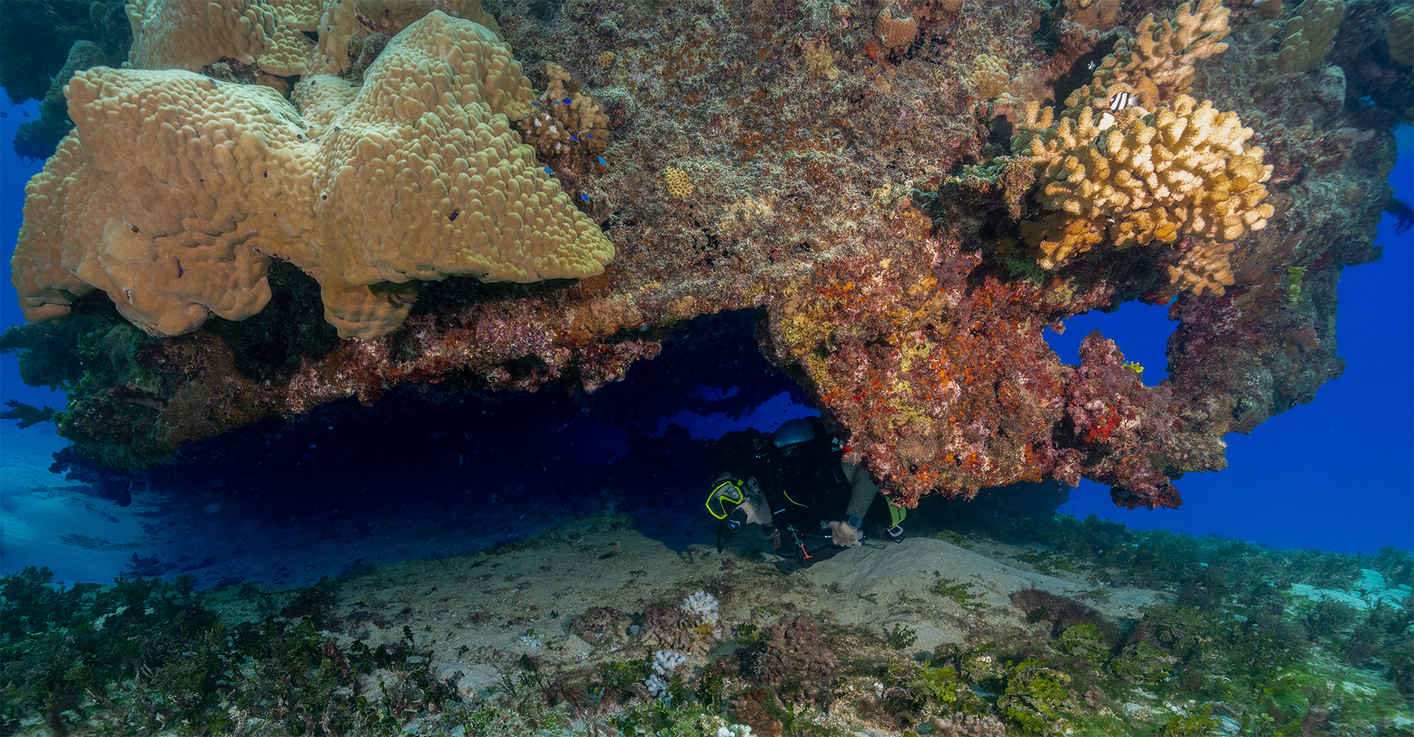 A diver sheltering beneath a large coral overhang on the reef