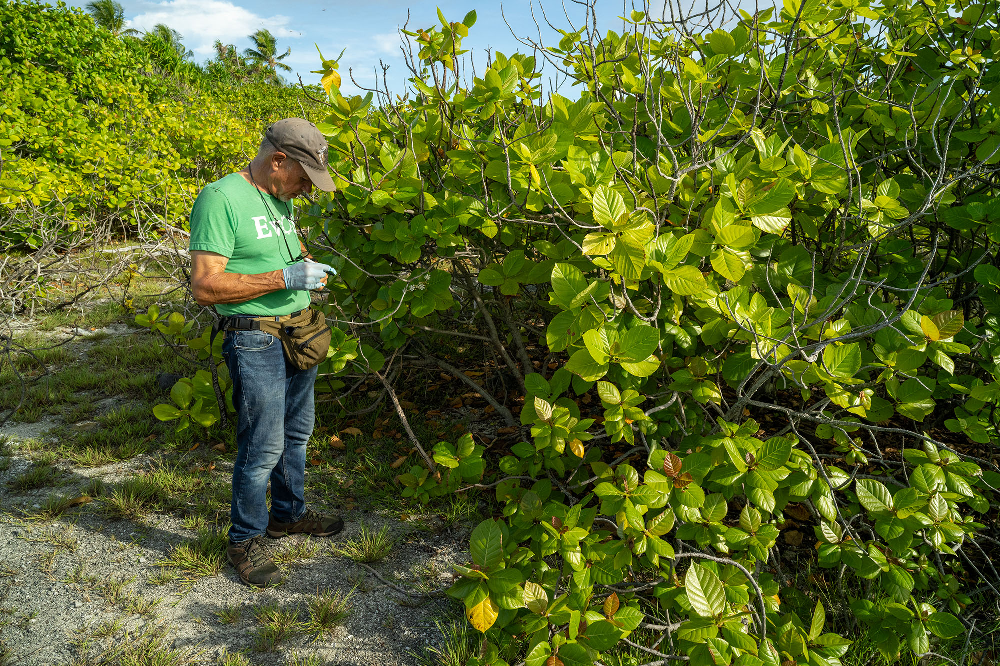 A scientist recording samples amongst coastal vegetation on Bikini Atoll