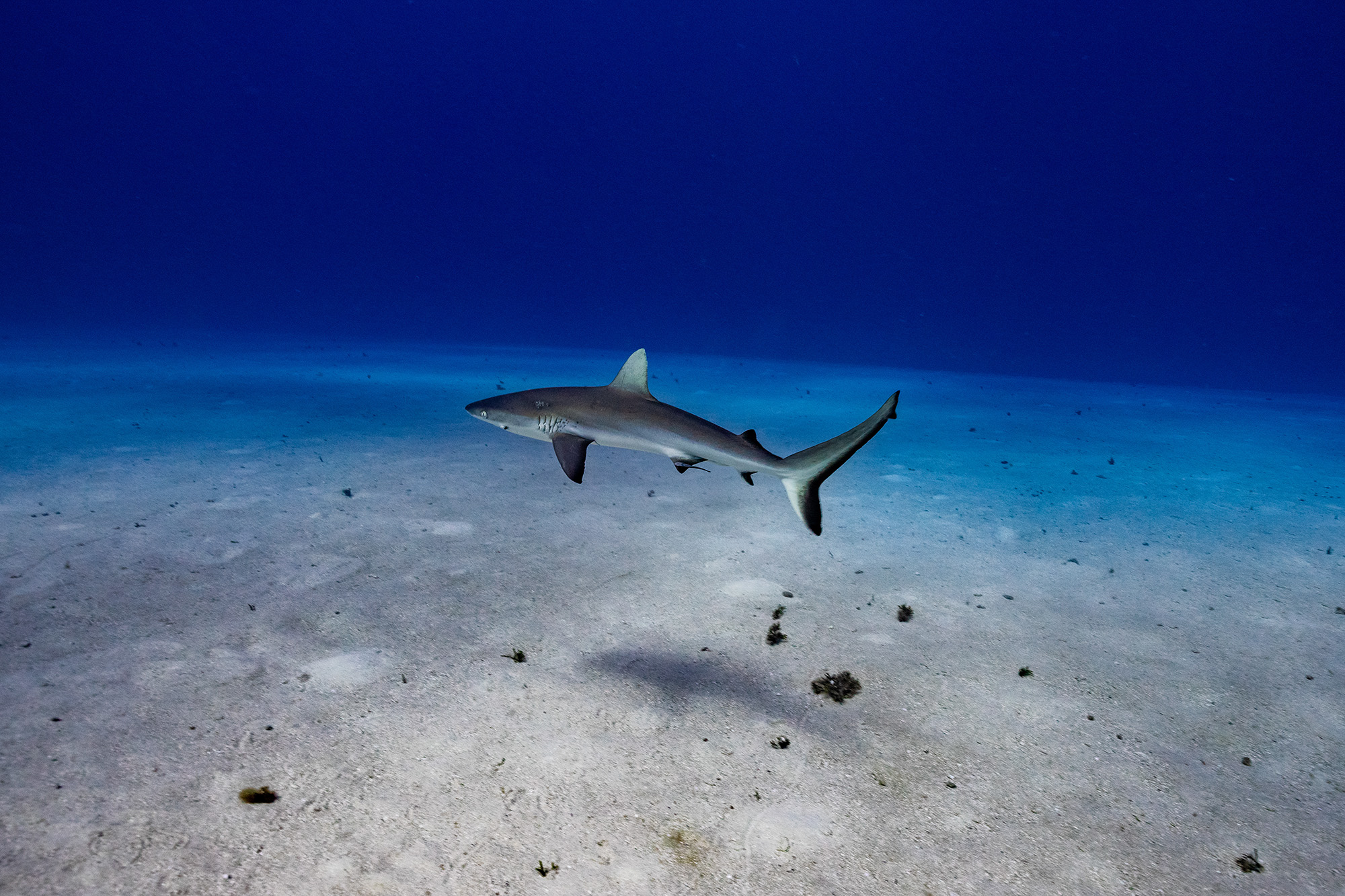 A grey reef shark cruising over a sand flat