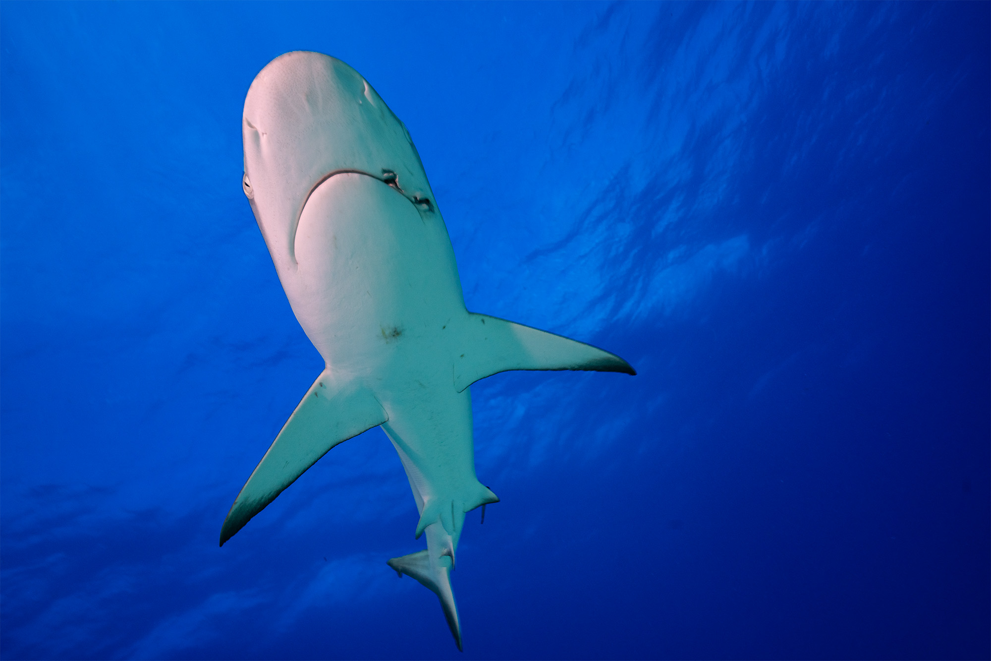 A grey reef shark seen from below against blue water