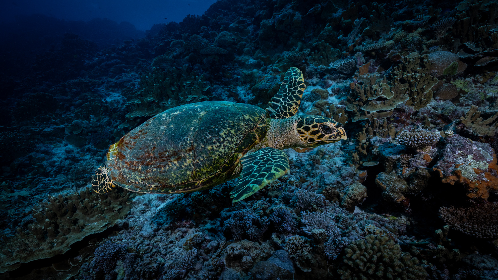 A hawksbill turtle swimming over a deep coral reef