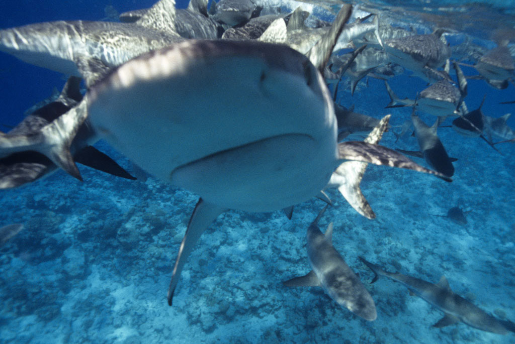 Sharks at Bikini Atoll shark pass